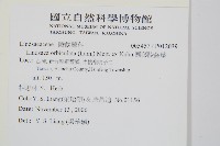 圓葉陵齒蕨藏品圖，第2張