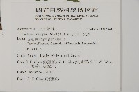 屏東三叉蕨藏品圖，第2張