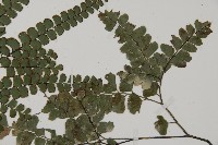 扇葉鐵線蕨藏品圖，第1張