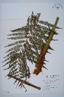 臺灣金狗毛蕨藏品圖，第1張