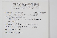 瓶蕨藏品圖，第2張