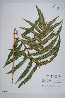 日本狗脊蕨藏品圖，第1張