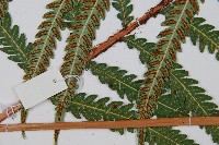 日本狗脊蕨藏品圖，第3張