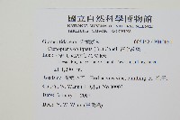 密毛蒿蕨藏品圖，第2張