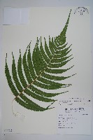 密毛毛蕨藏品圖，第1張