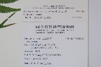 密毛毛蕨藏品圖，第2張