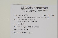 日本金粉蕨藏品圖，第2張