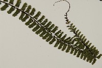 鞭葉鐵線蕨藏品圖，第3張