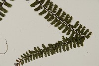 鞭葉鐵線蕨藏品圖，第4張