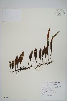 抱樹石葦藏品圖，第1張