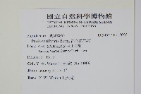 箭葉鳳尾蕨藏品圖，第2張