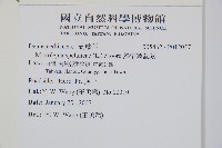 熱帶鱗蓋蕨藏品圖，第2張