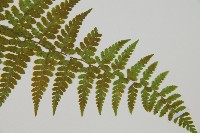 熱帶鱗蓋蕨藏品圖，第3張