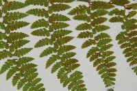 熱帶鱗蓋蕨藏品圖，第4張