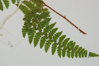 熱帶鱗蓋蕨藏品圖，第5張