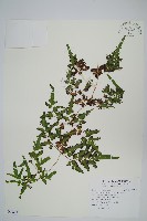 海金沙藏品圖，第1張