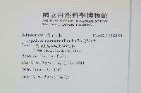 海金沙藏品圖，第2張