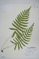 梳毛蕨藏品圖，第1張