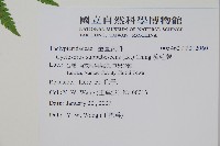 梳毛蕨藏品圖，第2張