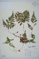 登錄號:P012061藏品圖，第1張