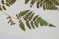 登錄號:P012061藏品圖，第3張