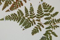 登錄號:P012061藏品圖，第5張