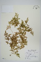 海金沙藏品圖，第1張