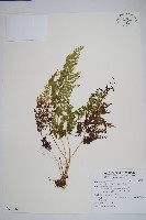 烏蕨藏品圖，第1張