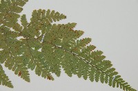 登錄號:P012064藏品圖，第3張