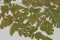 登錄號:P012064藏品圖，第4張