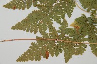 登錄號:P012064藏品圖，第5張