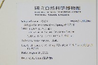 密葉卷柏藏品圖，第2張