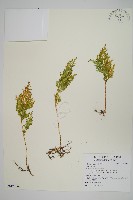 異葉卷柏藏品圖，第1張