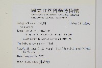 異葉卷柏藏品圖，第2張