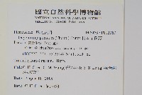 日本金粉蕨藏品圖，第2張