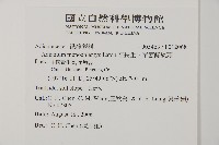 鐵線蕨藏品圖，第2張