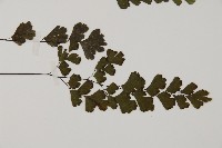 鐵線蕨藏品圖，第3張