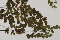 鐵線蕨藏品圖，第4張