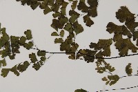 鐵線蕨藏品圖，第5張