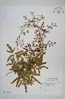 海金沙藏品圖，第1張