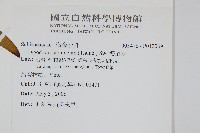 海金沙藏品圖，第2張