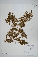 海金沙藏品圖，第3張