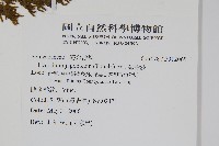 海金沙藏品圖，第4張