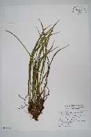 書帶蕨藏品圖，第1張