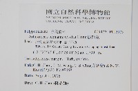 肢節蕨藏品圖，第2張