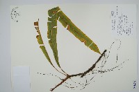 蓧蕨藏品圖，第1張
