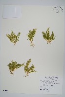 膜葉卷柏藏品圖，第1張