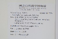 膜葉卷柏藏品圖，第2張