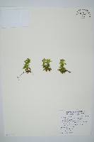 長柄千層塔藏品圖，第1張