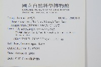 長柄千層塔藏品圖，第2張